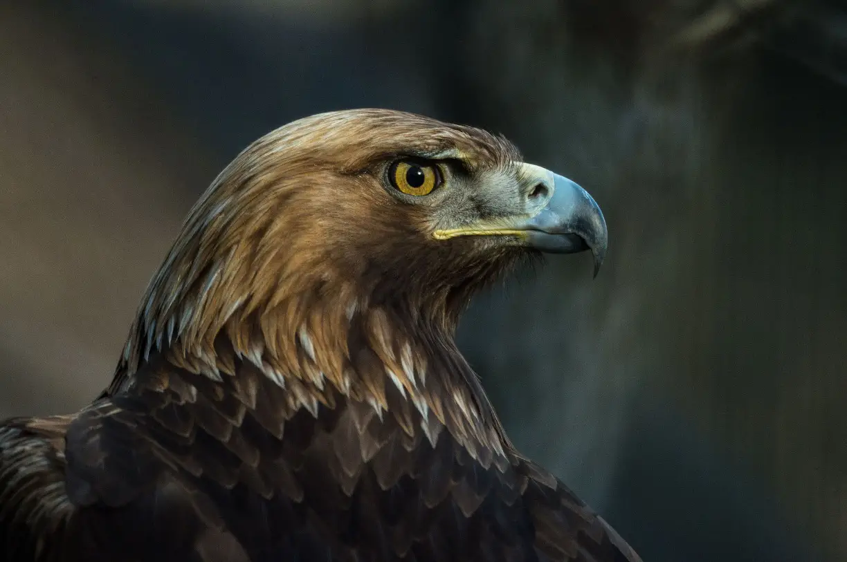 Golden Eagle The National Symbol Of Albania